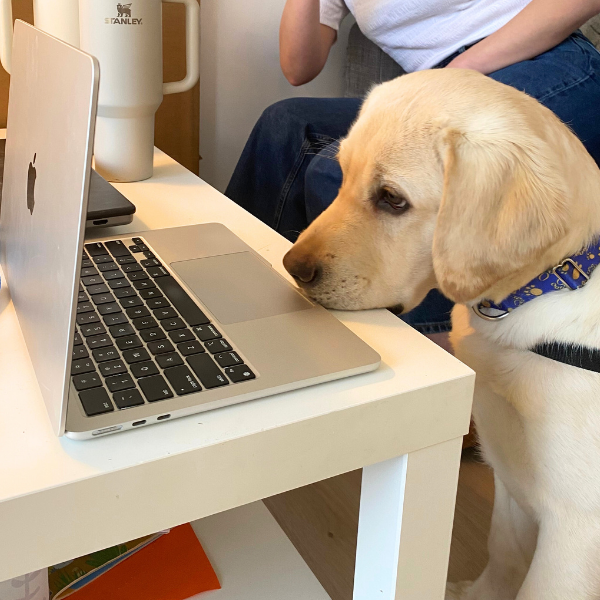 Yellow lab puppy sitting in front of a laptop
